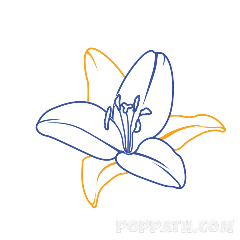 How To Draw A Lily Pop Path